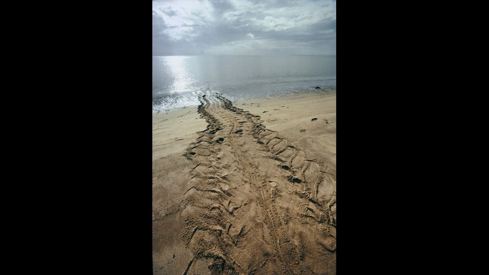 &nbsp;&nbsp;Dermochelys coriacea&nbsp;- Colore nerastro o bruno scuro con macchie chiare. Piccolo becco corneo a forma di W. Nel maschio il piastrone &egrave; concavo e la coda raggiunge e talvolta supera la lunghezza delle natatoie posteriori, nella femmina il piastrone &egrave; invece convesso e la coda &egrave; pi&ugrave; corta degli arti (nella foto le tracce lasciate dalla tartaruga)