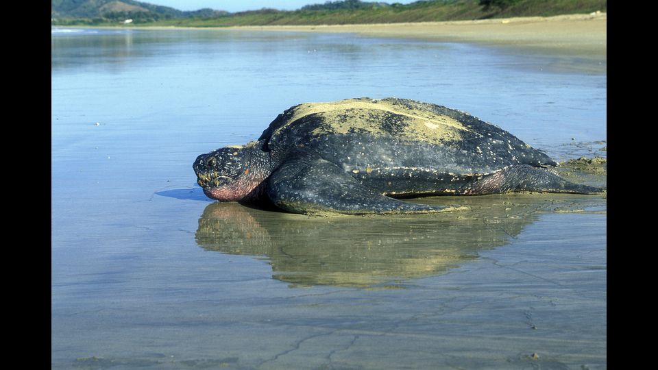 Dermochelys coriacea - La tartaruga liuto &egrave; la pi&ugrave; grande tra le tartarughe marine. &Egrave; l'unica specie del genere Dermochelys e della famiglia Dermochelyidae.&nbsp;Vive nei mari caldi e temperati. Si avvicina alle coste per riprodursi e cacciare. Non si hanno notizie di nidificazione in Italia.