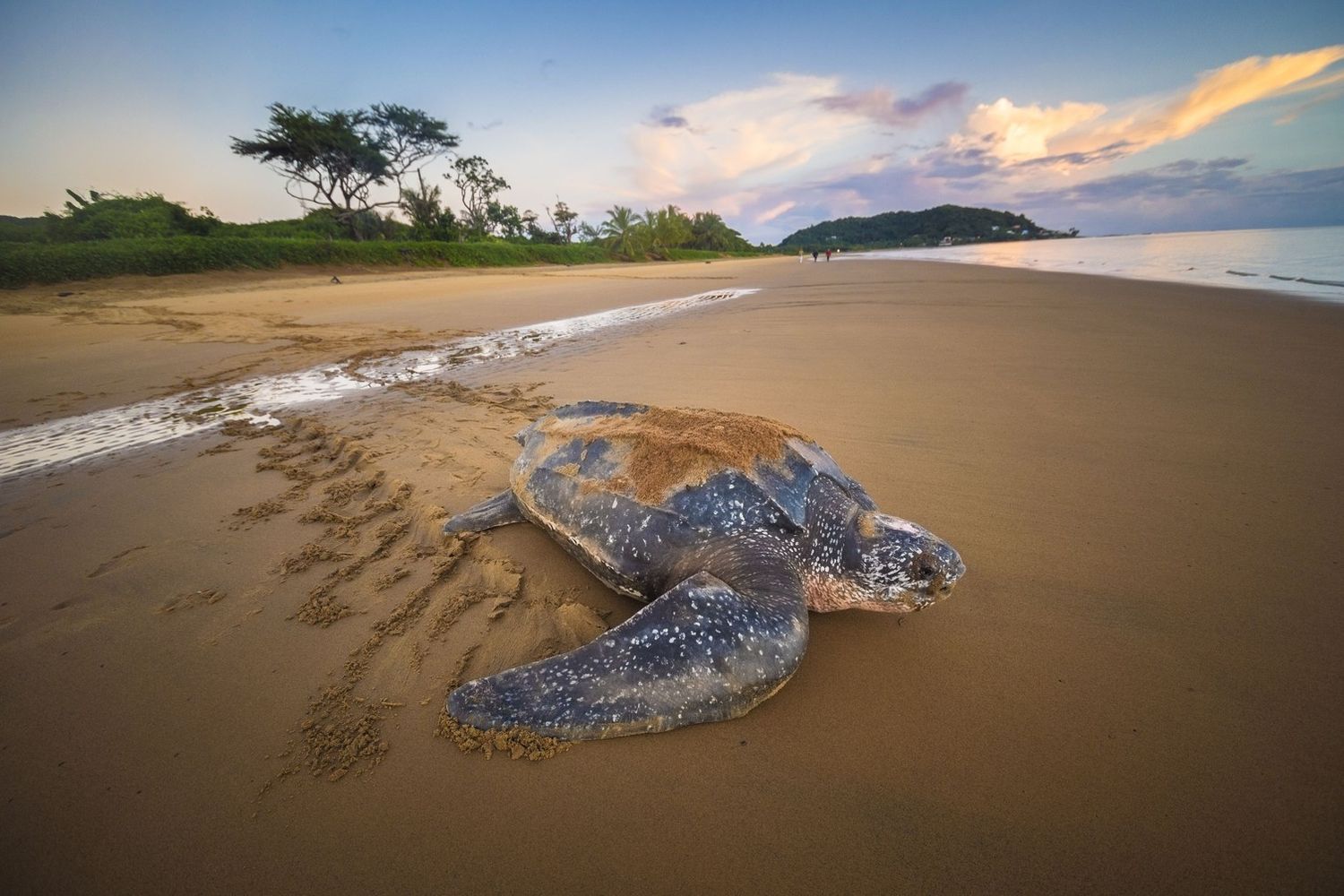 &nbsp;&nbsp;Dermochelys coriacea&nbsp;