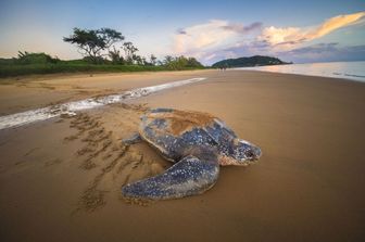 &nbsp;&nbsp;Dermochelys coriacea&nbsp;