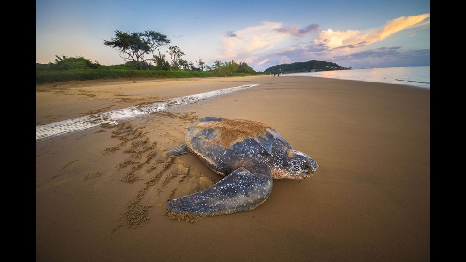 &nbsp;&nbsp;Dermochelys coriacea&nbsp;- Alla nascita &egrave; lunga 5,5 cm. Gli esemplari adulti possono arrivare fino a 160 cm di lunghezza e pesano fino a 700 chili. Il carapace &egrave; formato da piccole placche ossee disposte a mosaico, ricoperte da una pelle cuoiosa e liscia, spessa ma flessibile, tratto che in inglese le &egrave; valso il nome comune di leatherback turtle, ovvero tartaruga dorso di cuoio