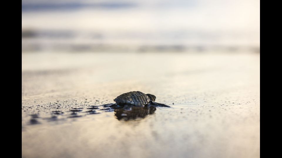 &nbsp;Sono rettili perfettamente adattati alla vita marina, grazie alla forma allungata del corpo, ricoperto da un robusto guscio o carapace, ed alla presenza di &ldquo;zampe&rdquo; trasformate in pinne.