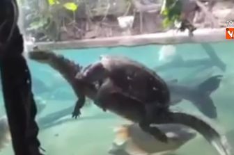 &nbsp;Tartaruga e alligatore