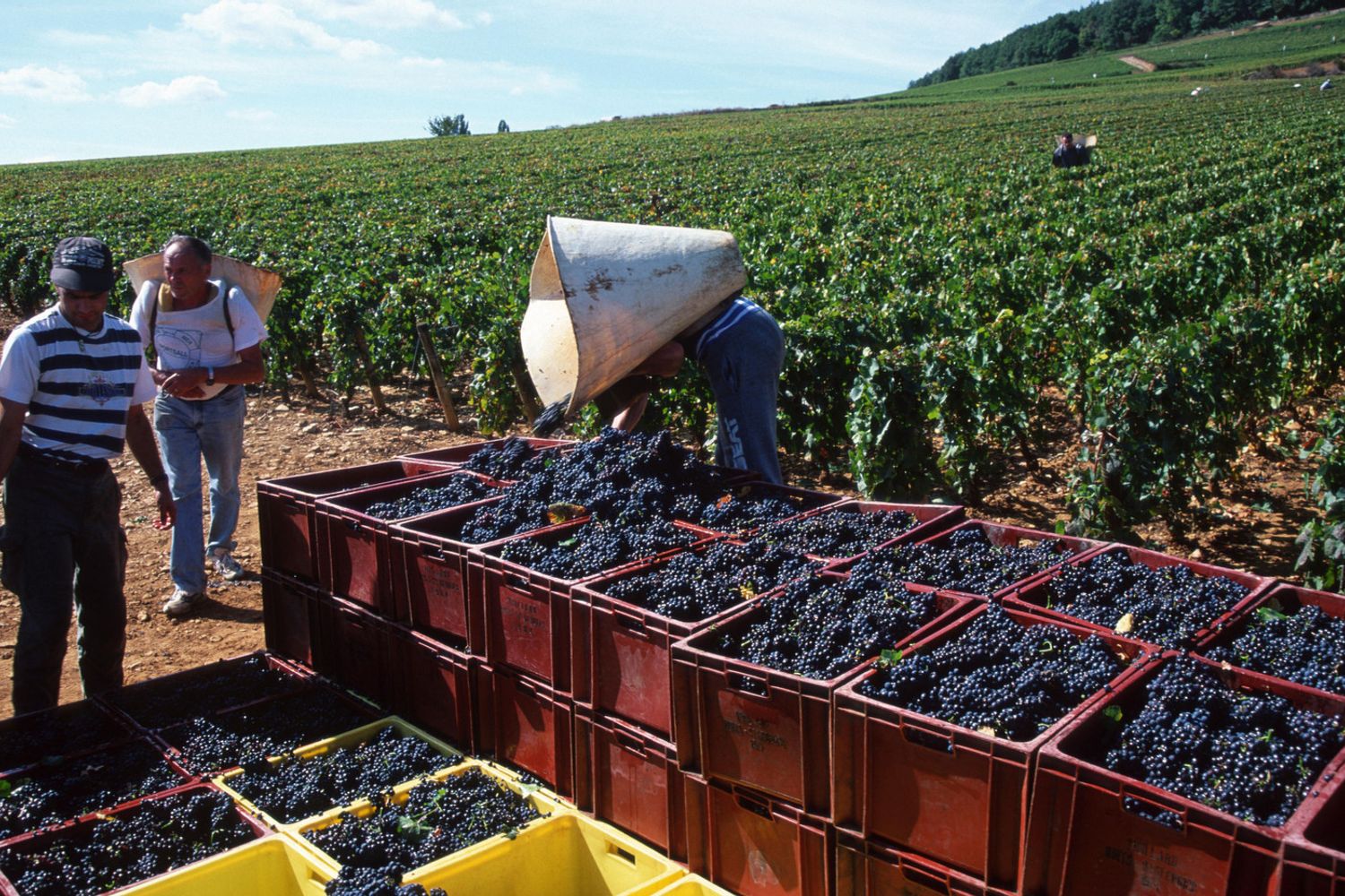 vigneto - vendemmia (AGF)