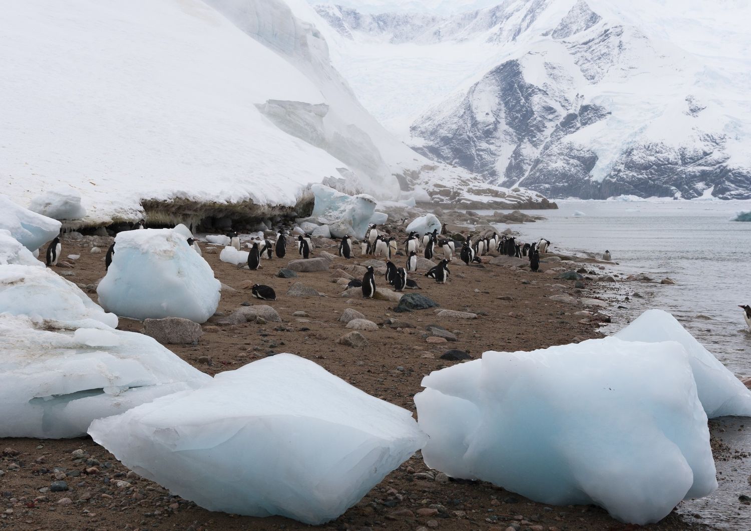 &nbsp;Polo Sud Antartico ghiaccio pinguini