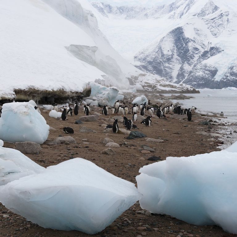 &nbsp;Polo Sud Antartico ghiaccio pinguini