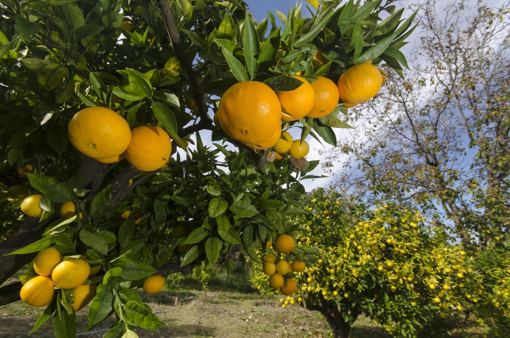 &nbsp;agrumeto arance (Agf)