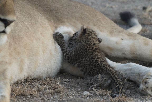 Leonessa e cucciolo di leopardo (AFP)&nbsp;