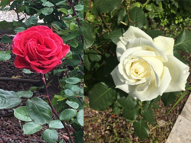rose Parco di San Giovanni di Trieste