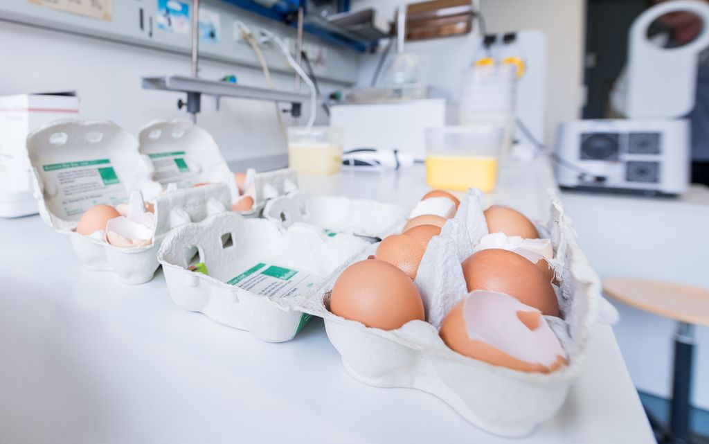 &nbsp;Analisi sulle uova contaminate