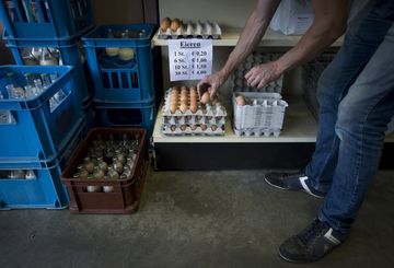 Uova al fipronil: controlli su amitraz e allevamenti. I ritardi del  Ministero