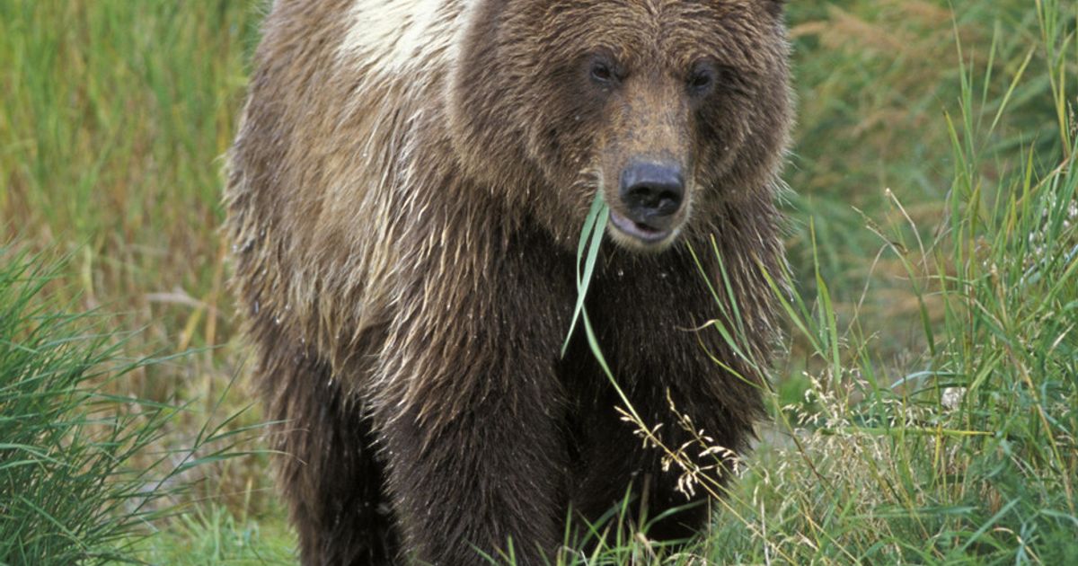 I contadini turchi hanno salvato un orso che mangiava miele