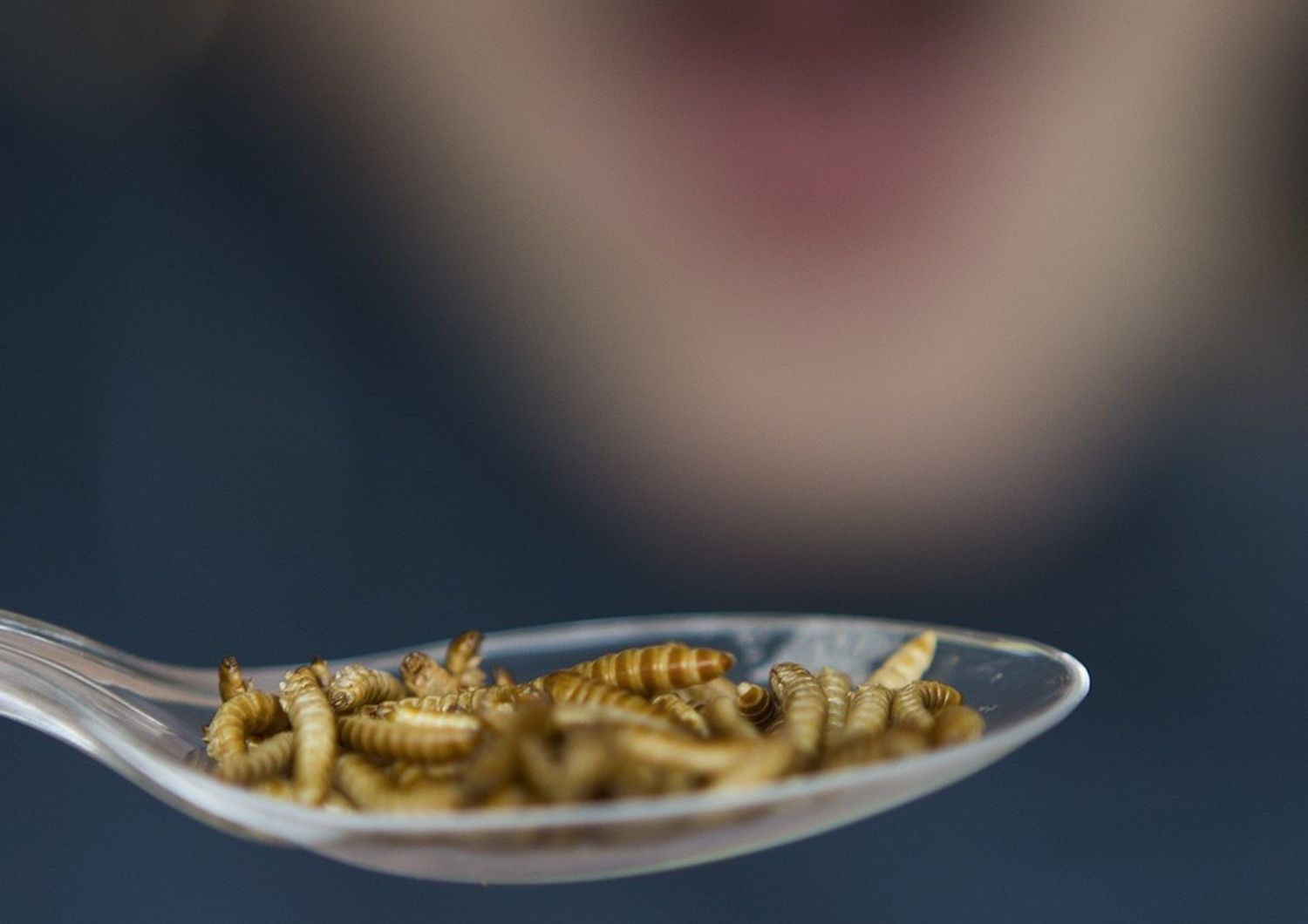 Hamburger e polpette di insetti: in Svizzera si trovano al supermercato