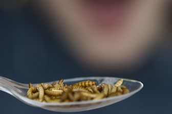 Hamburger e polpette di insetti: in Svizzera si trovano al supermercato