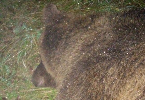 &nbsp;Orsa Kj2 abbattuta