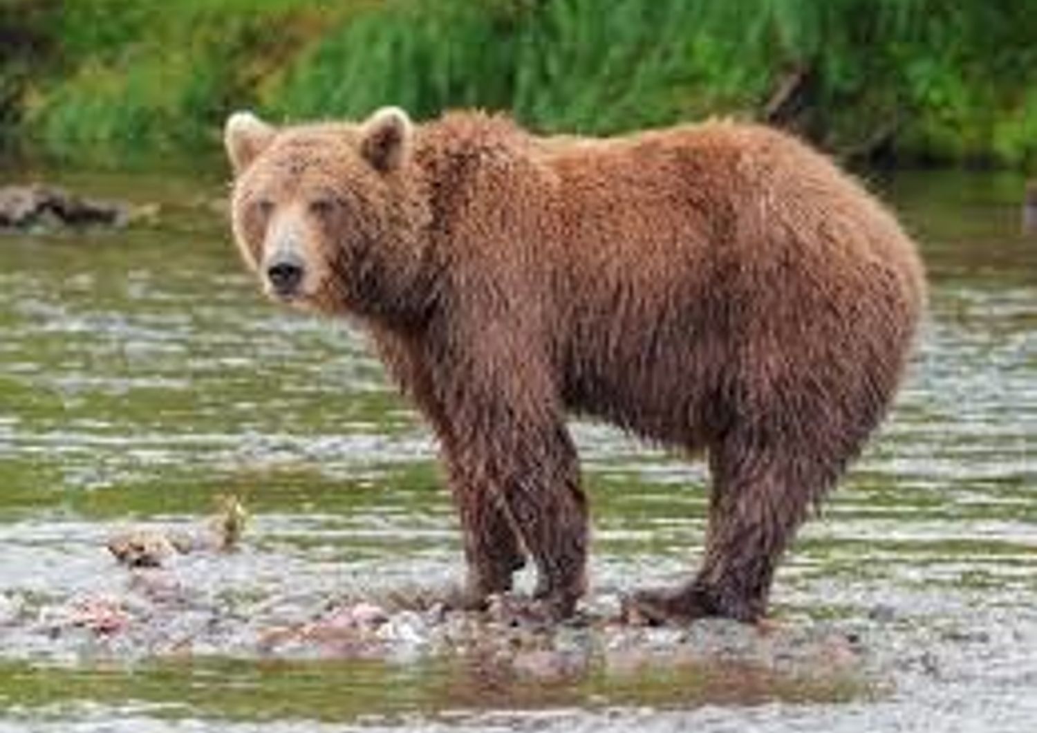 Perch&eacute; l&#39;uccisione di un&#39;orsa in Trentino &egrave; diventata una polemica senza fine