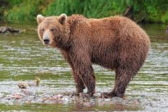 Perch&eacute; l&#39;uccisione di un&#39;orsa in Trentino &egrave; diventata una polemica senza fine