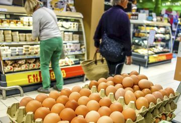 Uova al fipronil, cosa si rischia davvero 