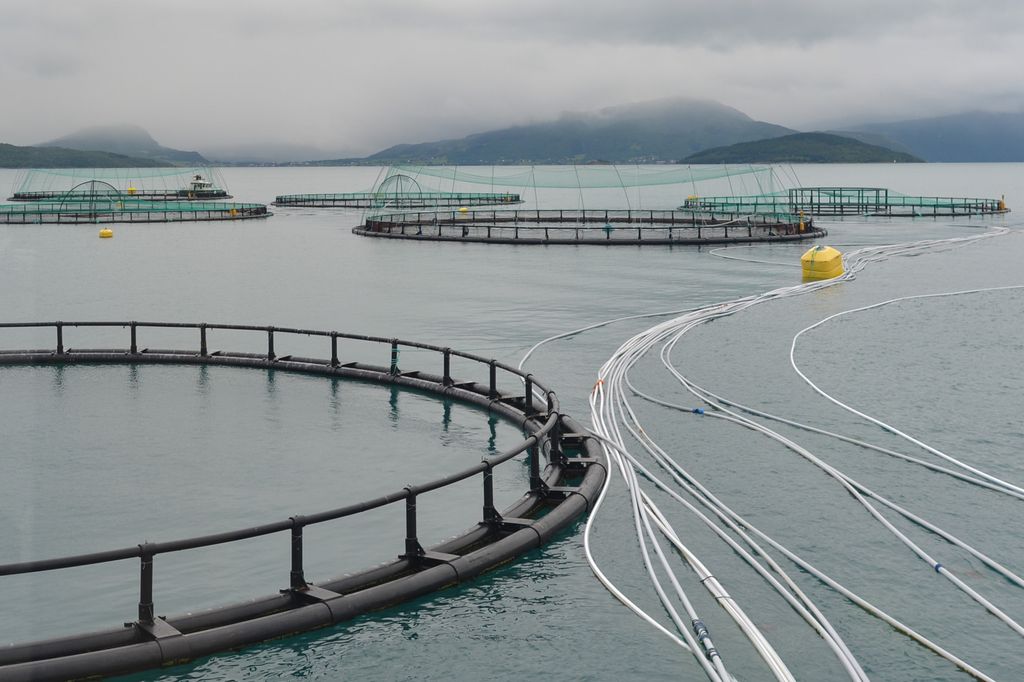 allevamento di salmoni&nbsp;