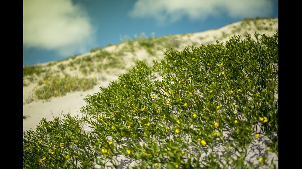&nbsp;Si tratta di una fioritura nel deserto di Atacama (Afp)
