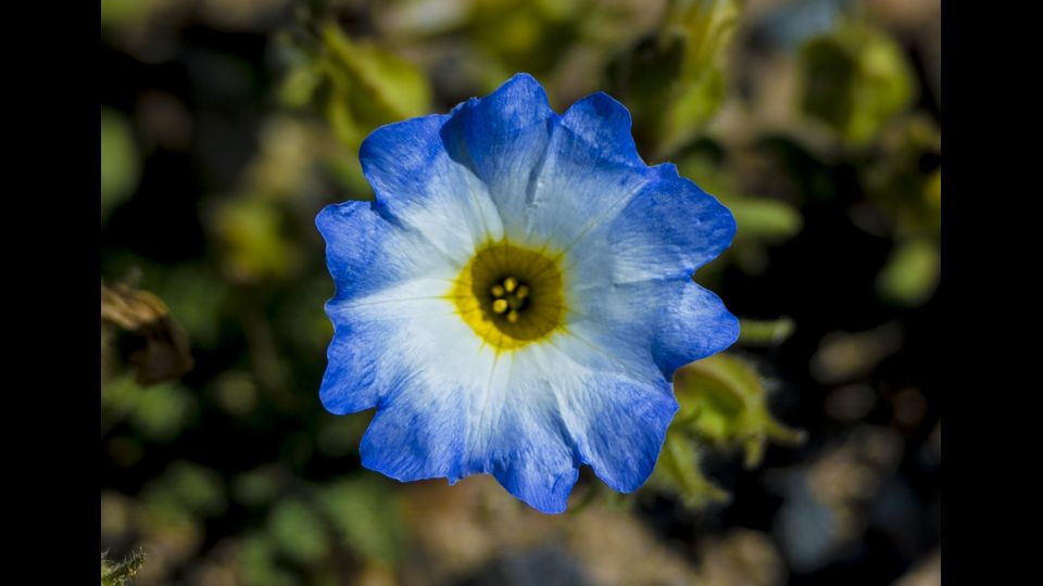 &nbsp;Eccezionale fioritura nel deserto di Atacama in Cile (Afp)