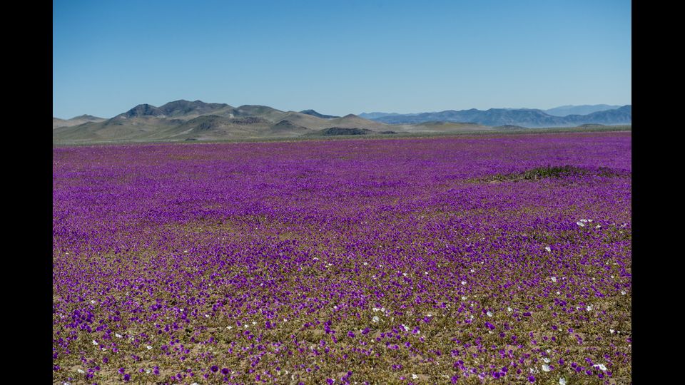 &nbsp;Atacama, Cile, agosto 2017. Oggi vediamo cos&igrave; (Afp)