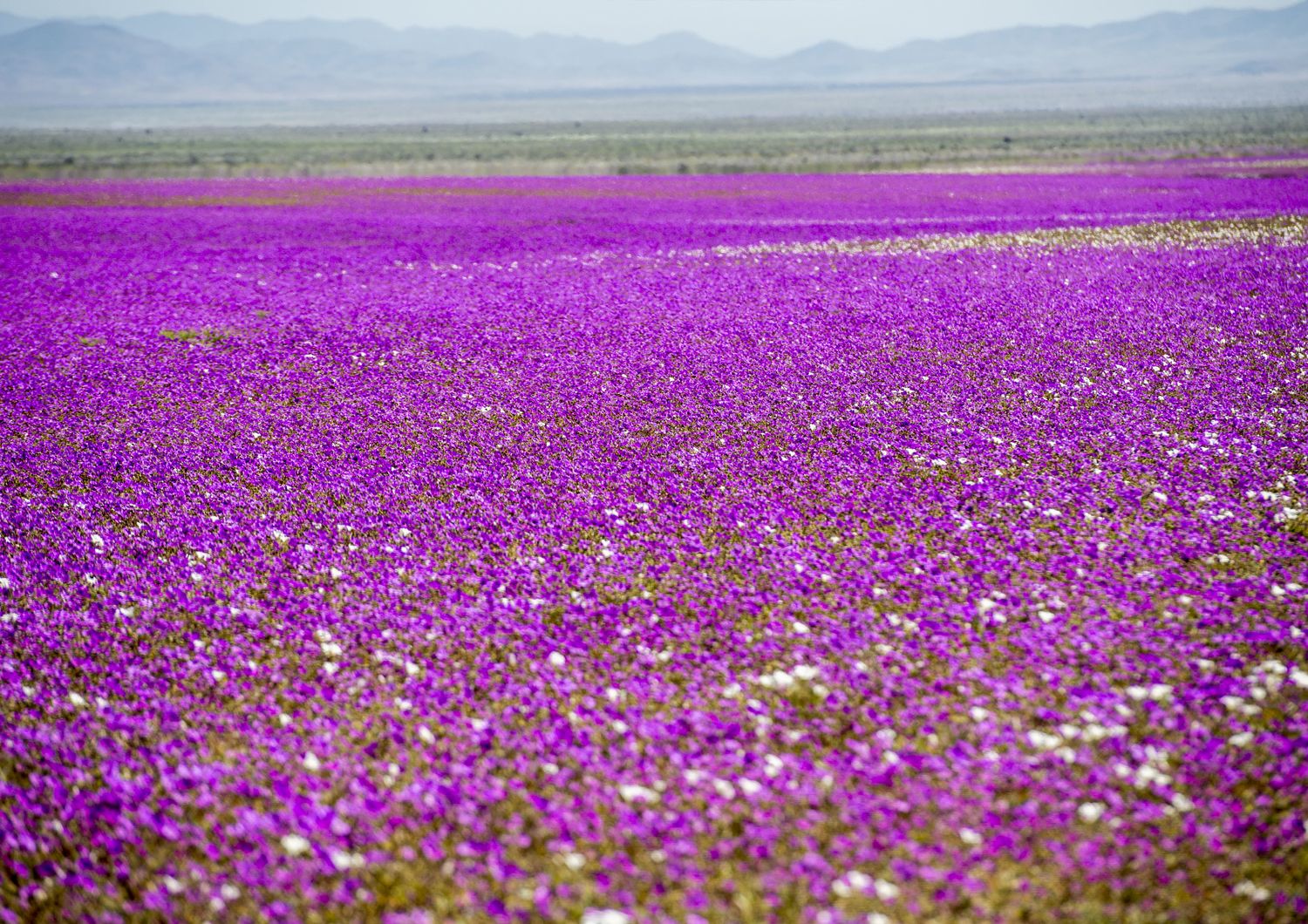 &nbsp;Eccezionale fioritura nel deserto di Atacama in Cile (Afp)
