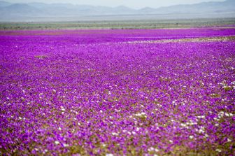 &nbsp;Eccezionale fioritura nel deserto di Atacama in Cile (Afp)