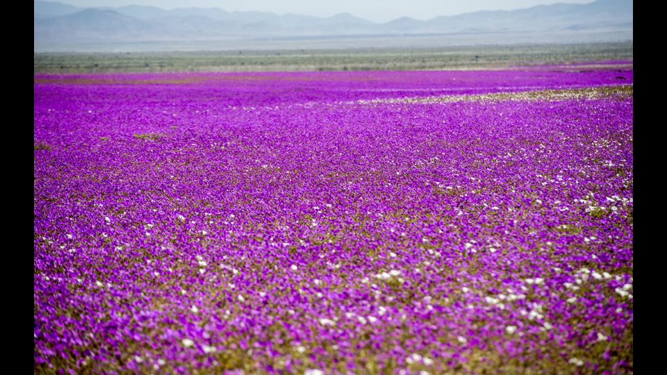 Le piogge autunnali fanno fiorire circa 200 specie di fiori in primavera. Di seguito qualche dettaglio delle specie fiorite (Afp)
