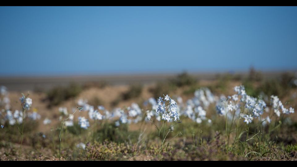 &nbsp;Eccezionale fioritura nel deserto di Atacama in Cile (Afp)