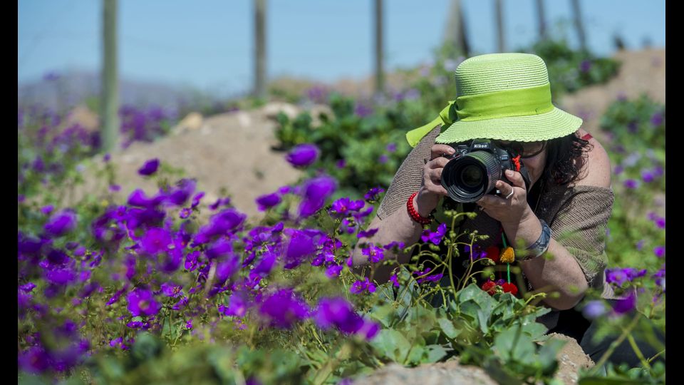 &nbsp;L&rsquo;ultima volta &egrave; successo nel 2015. Questa volta per&ograve; la fioritura &egrave; arrivata prima. E centinaia di turisti da tutto il mondo si stanno recando per vedere l&rsquo;inusuale spettacolo del deserto fiorito. (Afp)