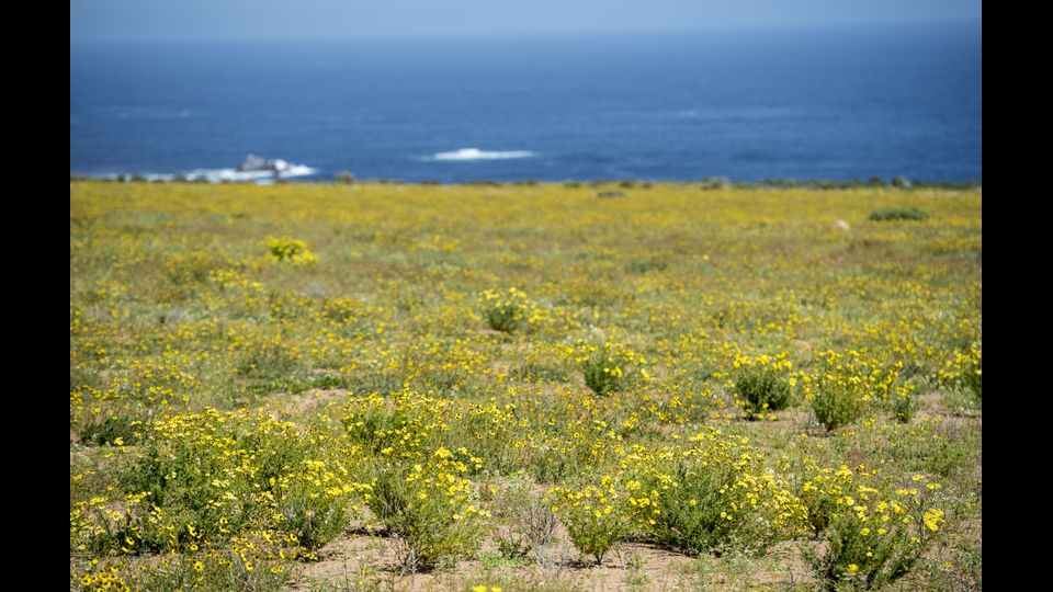 &nbsp;Eccezionale fioritura nel deserto di Atacama in Cile (Afp)