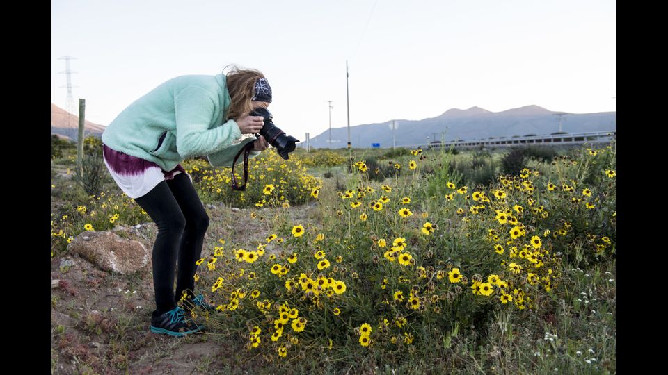 &nbsp;Eccezionale fioritura nel deserto di Atacama in Cile (Afp)