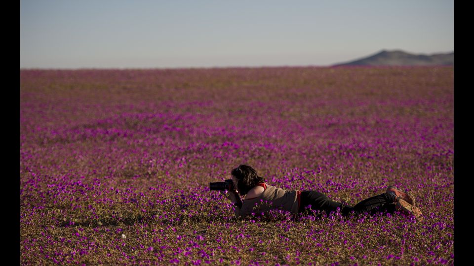 &nbsp;Eccezionale fioritura nel deserto di Atacama in Cile (Afp)