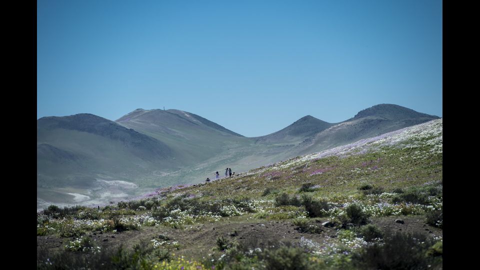 La media delle piogge &egrave; circa 15 millimetri all&rsquo;anno. Ma ogni cinque o sette anni succede qualcosa di inusuale.&nbsp; (Afp)