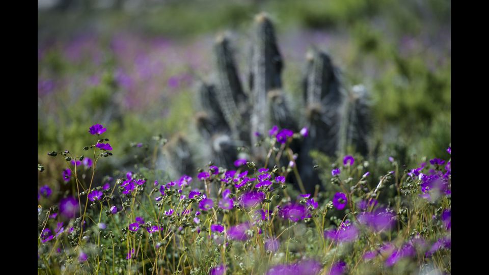 &nbsp;Eccezionale fioritura nel deserto di Atacama in Cile (Afp)