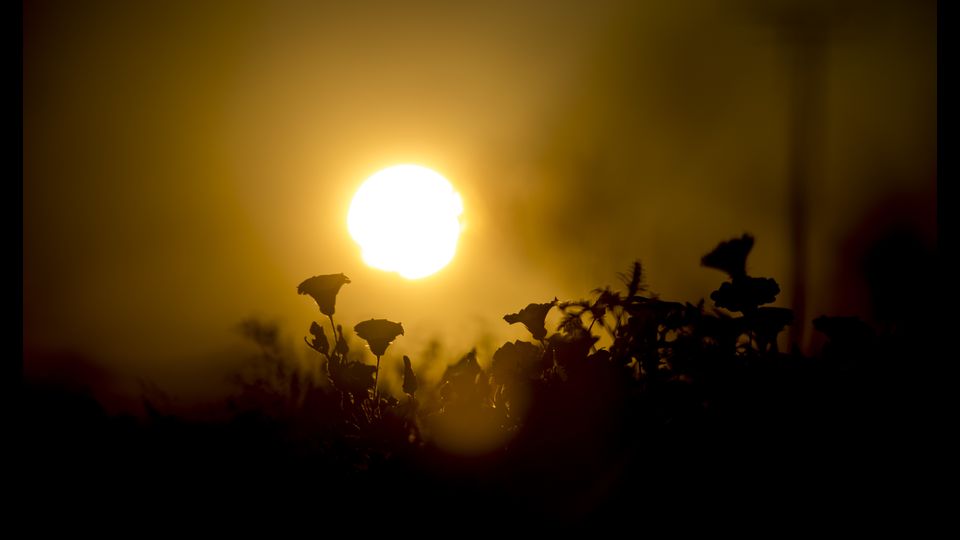 &nbsp;Eccezionale fioritura nel deserto di Atacama in Cile (Afp)