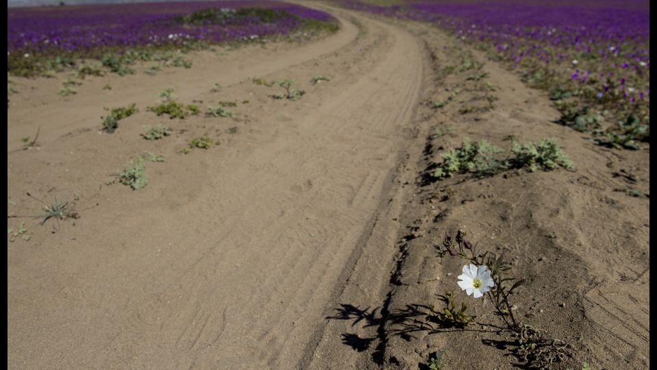 &nbsp;Il deserto dell&rsquo;Atacama, nell&rsquo;america meridionale, tra il Per&ugrave; e il Cile, &egrave; il posto pi&ugrave; secco del mondo, e con meno precipitazioni esclusi i poli.&nbsp; (Afp)