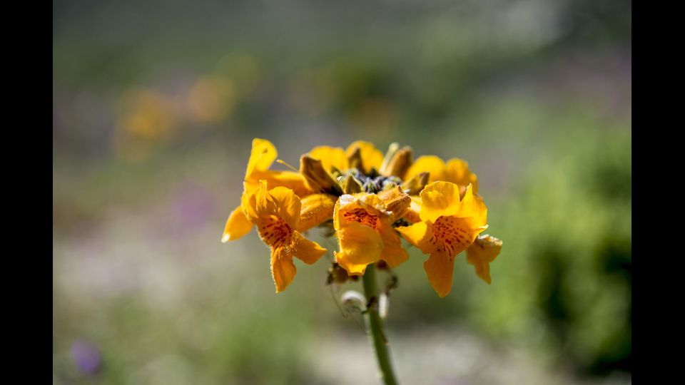 &nbsp;Eccezionale fioritura nel deserto di Atacama in Cile (Afp)