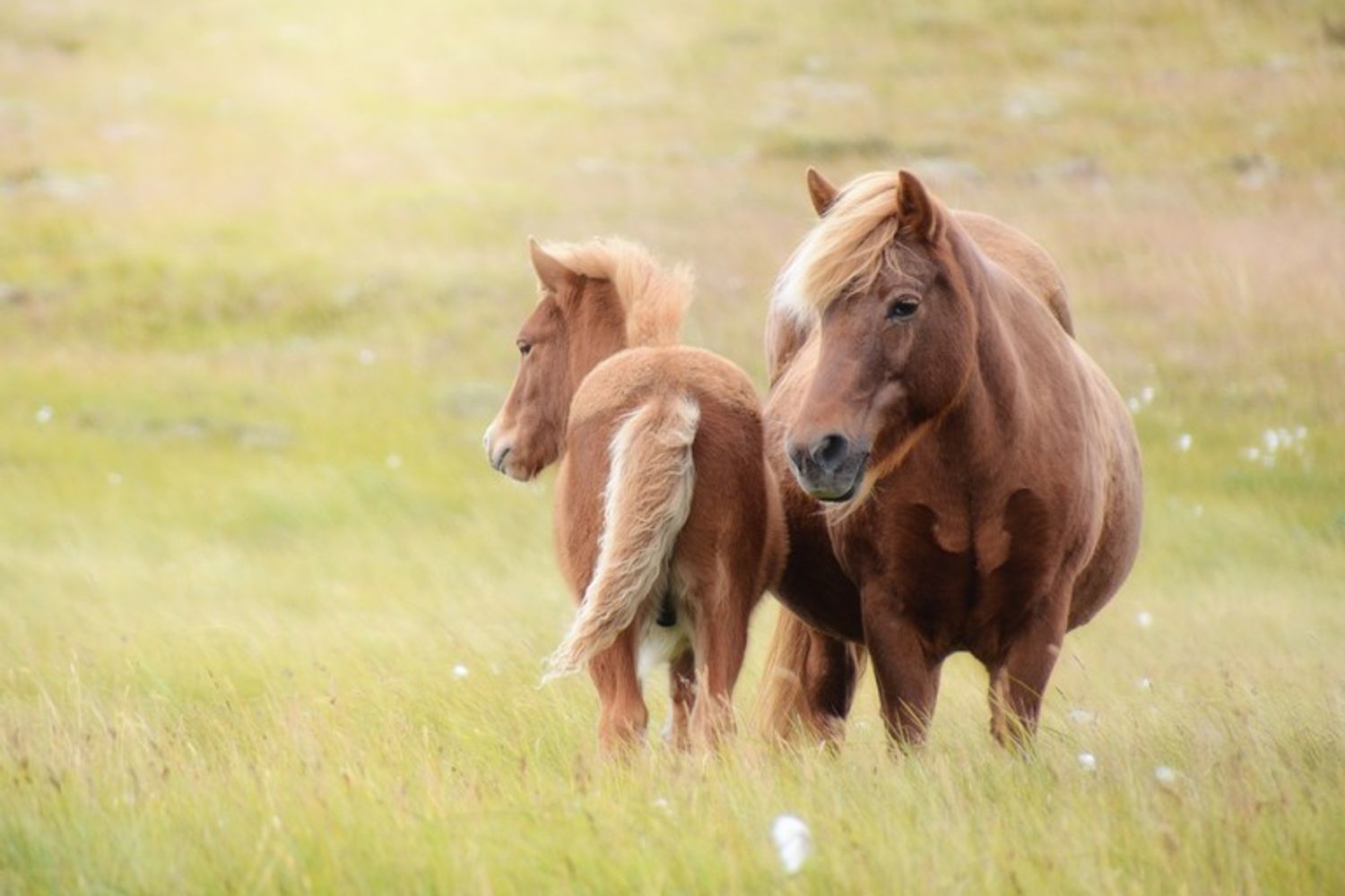 &nbsp;cavalli islandesi&nbsp;