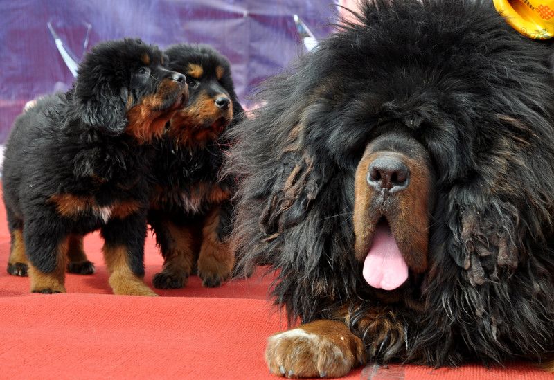 Mastini tibetani&nbsp;