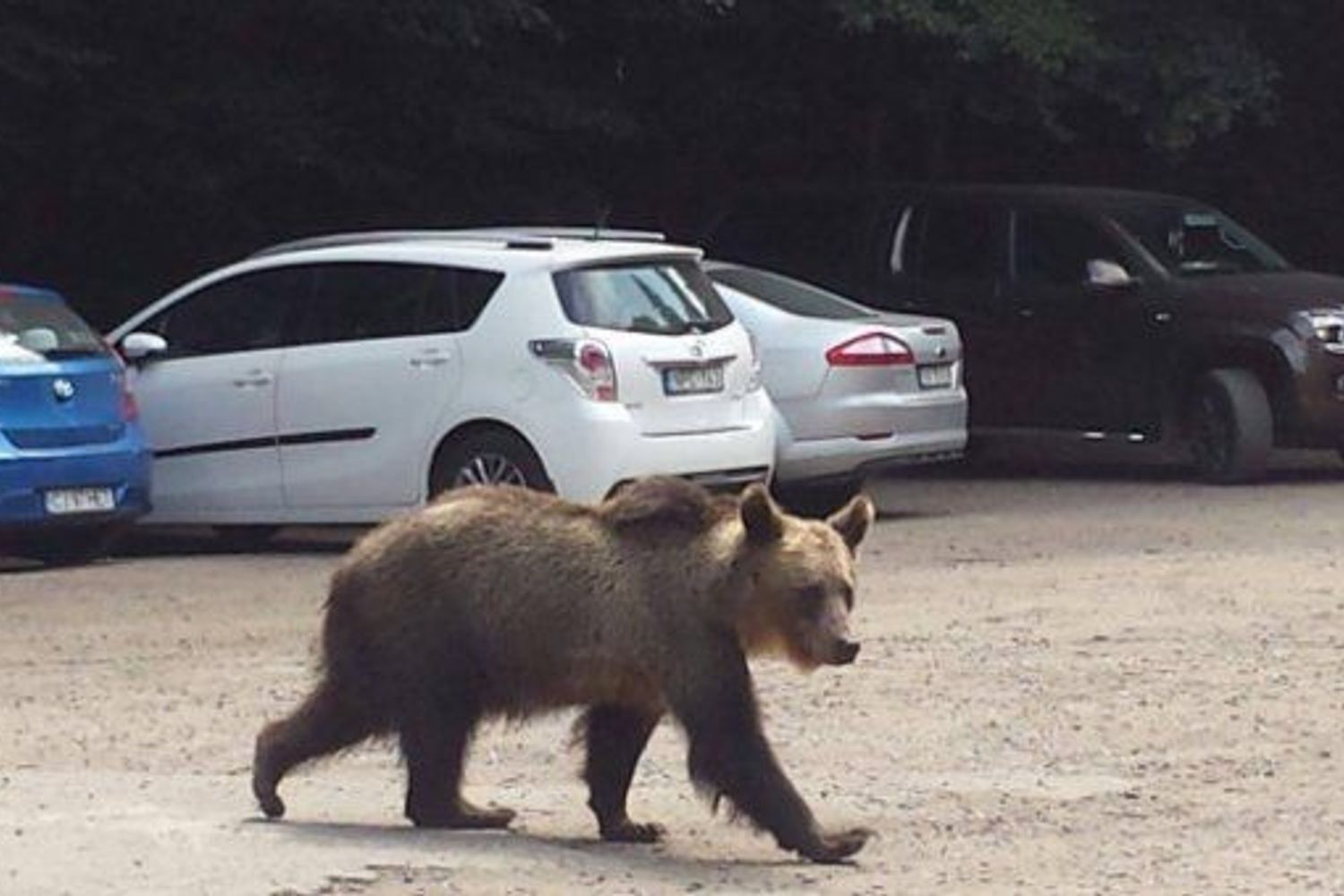 &nbsp;Orsi in Romania