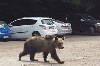 &nbsp;Orsi in Romania