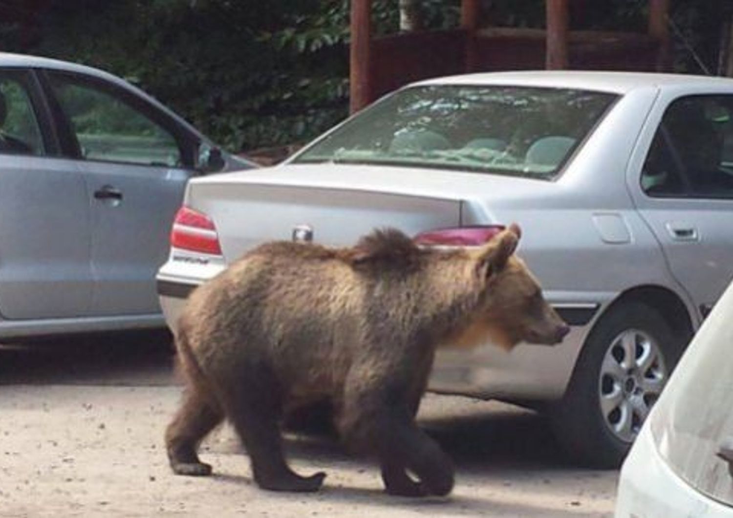 Come funziona lo spray anti orsi in arrivo in Trentino