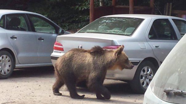&nbsp;Orsi in Romania