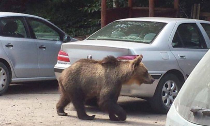 Orsi: come funziona lo spray anti-orso in arrivo in Trentino