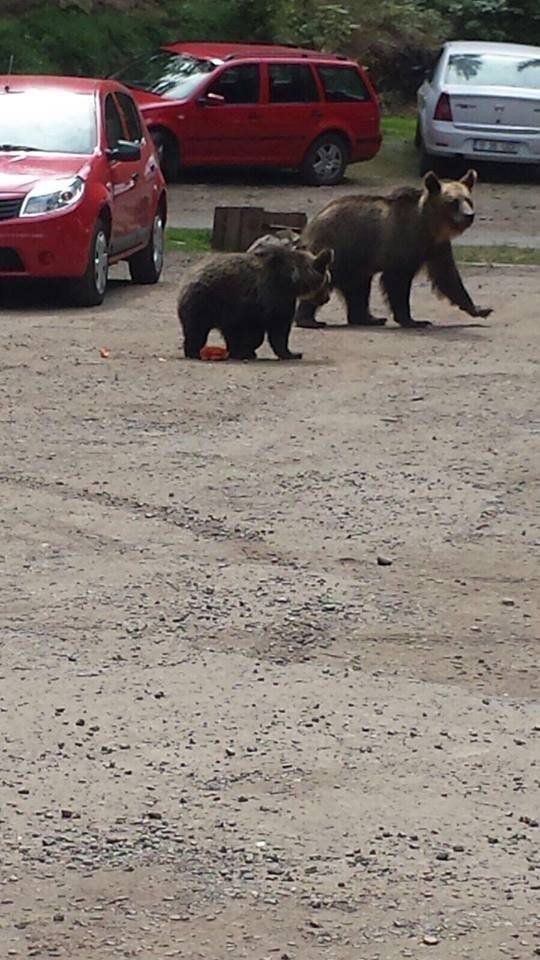 &nbsp;Orsi in Romania