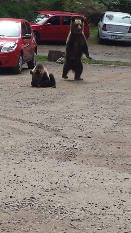 &nbsp;Orsi in Romania