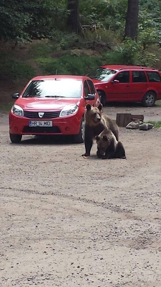 &nbsp;Orsi in Romania