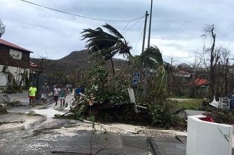 Alberi in una strada di Gustavia, nei Caraibi dopo l'uragano Irma (Afp)&nbsp;